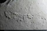 Unprepared Diplomystus Fossil Fish - About - Long #58586-2